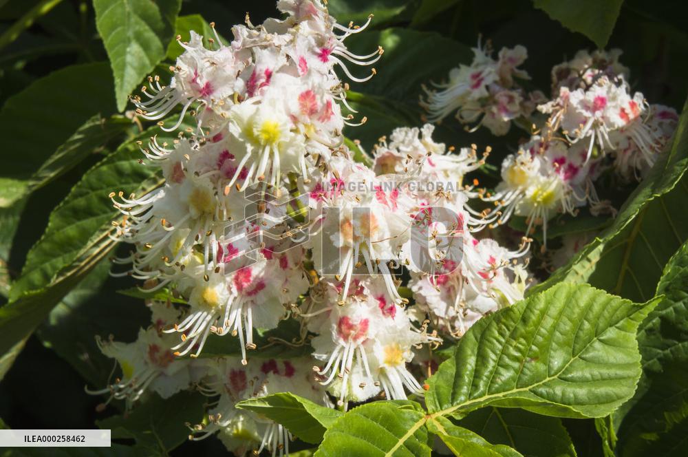 Horse-chestnut, Common, European Chestnut, Aesculus hippocastanum, tree, bloom
