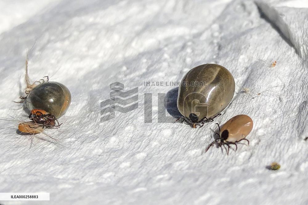 Ixodes ricinus, castor bean tick, ticks