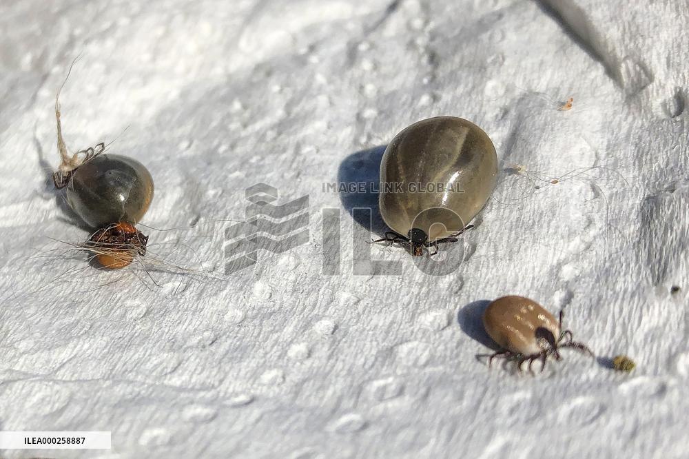 Ixodes ricinus, castor bean tick, ticks