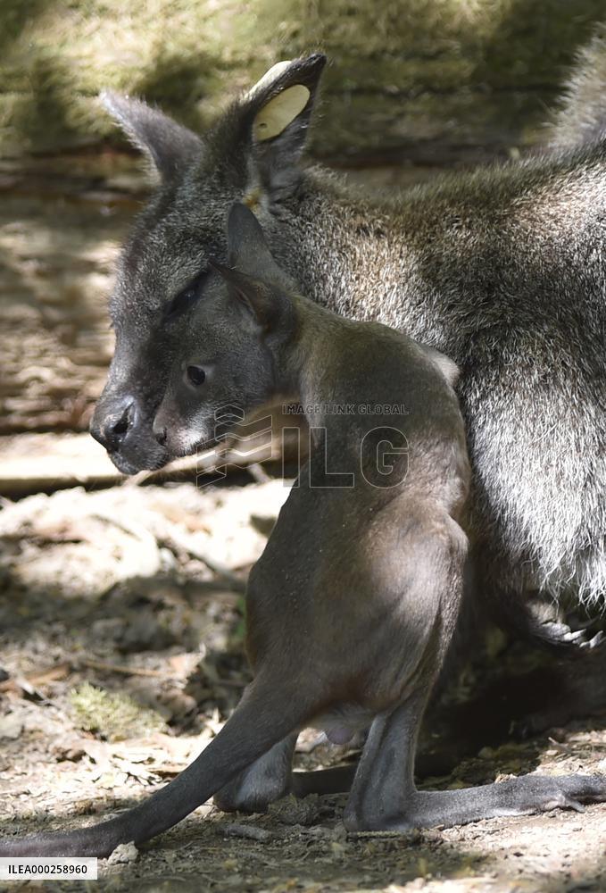 red-necked wallaby, Bennett's wallaby (Macropus rufogriseus)