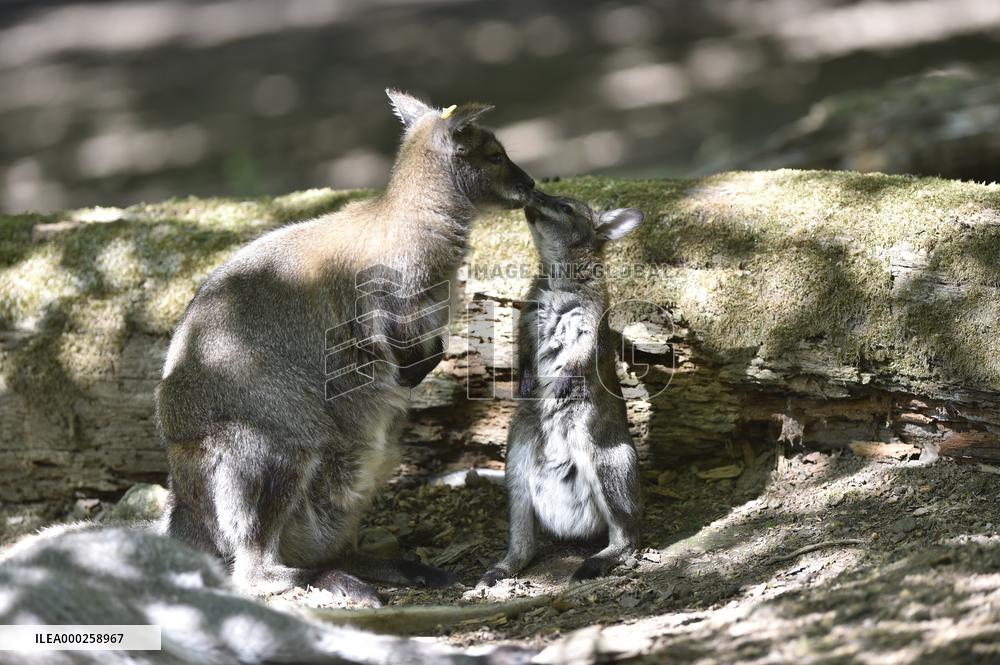 red-necked wallaby, Bennett's wallaby (Macropus rufogriseus)