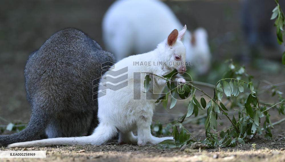 red-necked wallaby, Bennett's wallaby (Macropus rufogriseus)