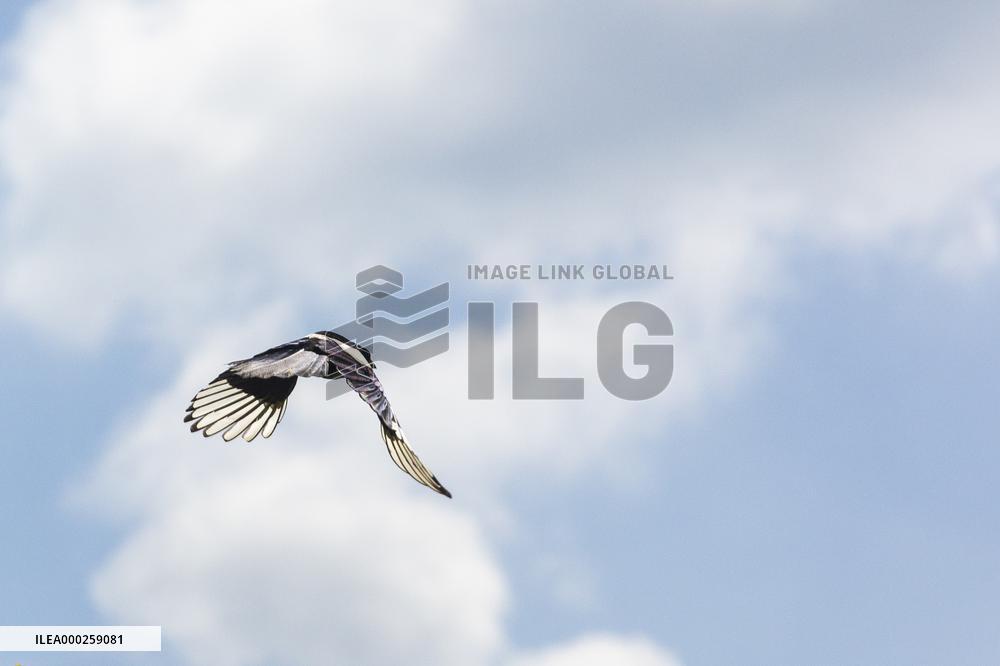 Pica pica, Eurasian magpie, Common magpie, animal, nature