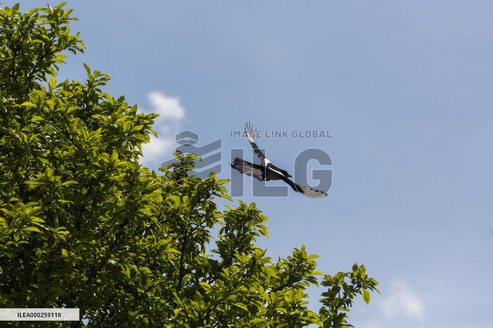 Pica pica, Eurasian magpie, Common magpie, animal, nature, tree