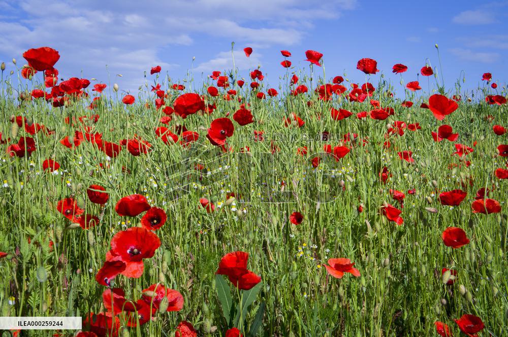 Papaver rhoeas, common poppy, corn poppy, corn rose, field poppy, Flanders poppy, red poppy