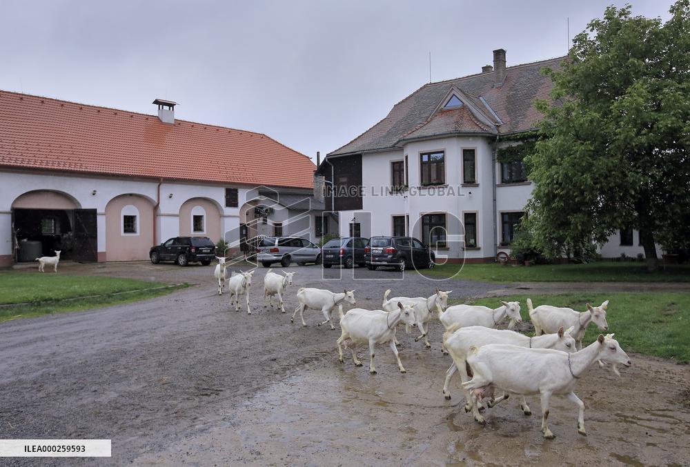 family goat farm Dvur Ratiborice