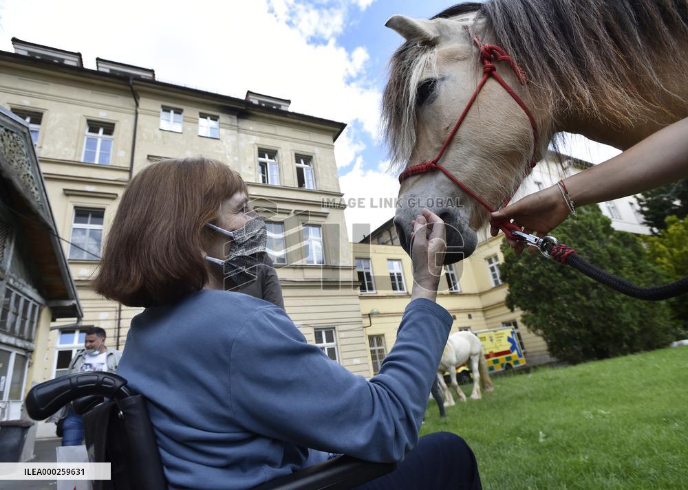 hippotherapy (equine-assisted therapy; EAT), horse, patient, hospital