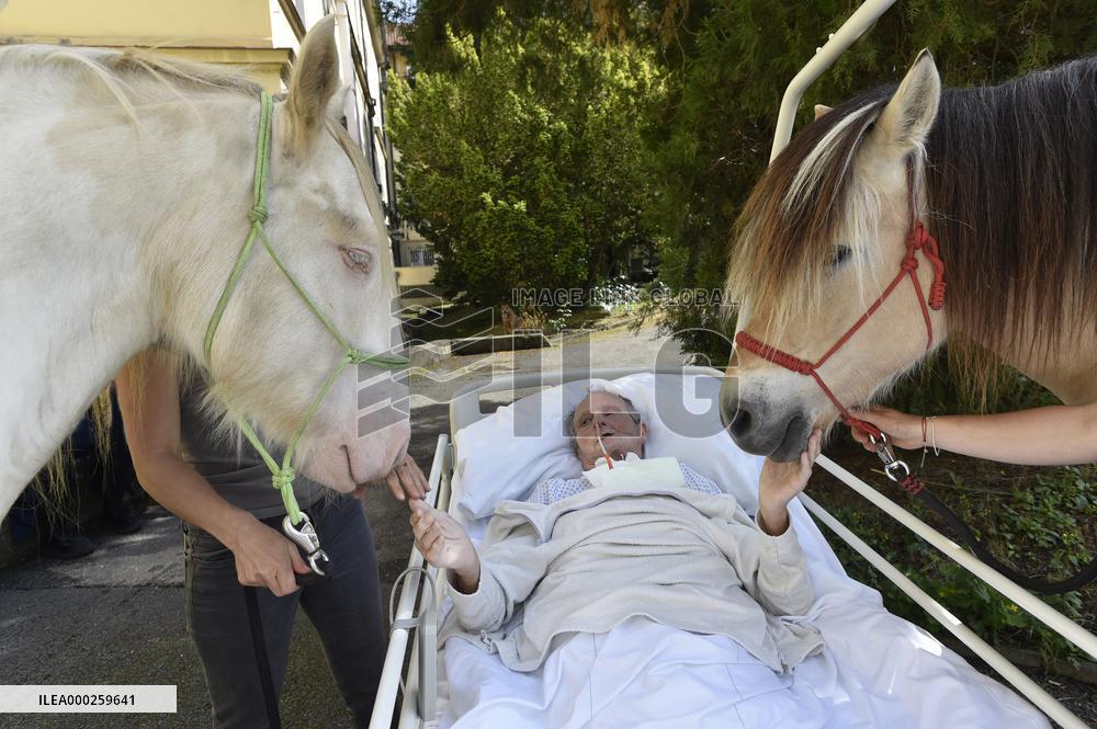 hippotherapy (equine-assisted therapy; EAT), horse, patient, hospital