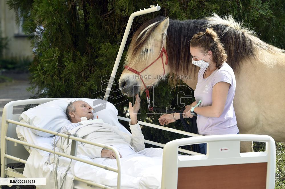 hippotherapy (equine-assisted therapy; EAT), horse, patient, hospital
