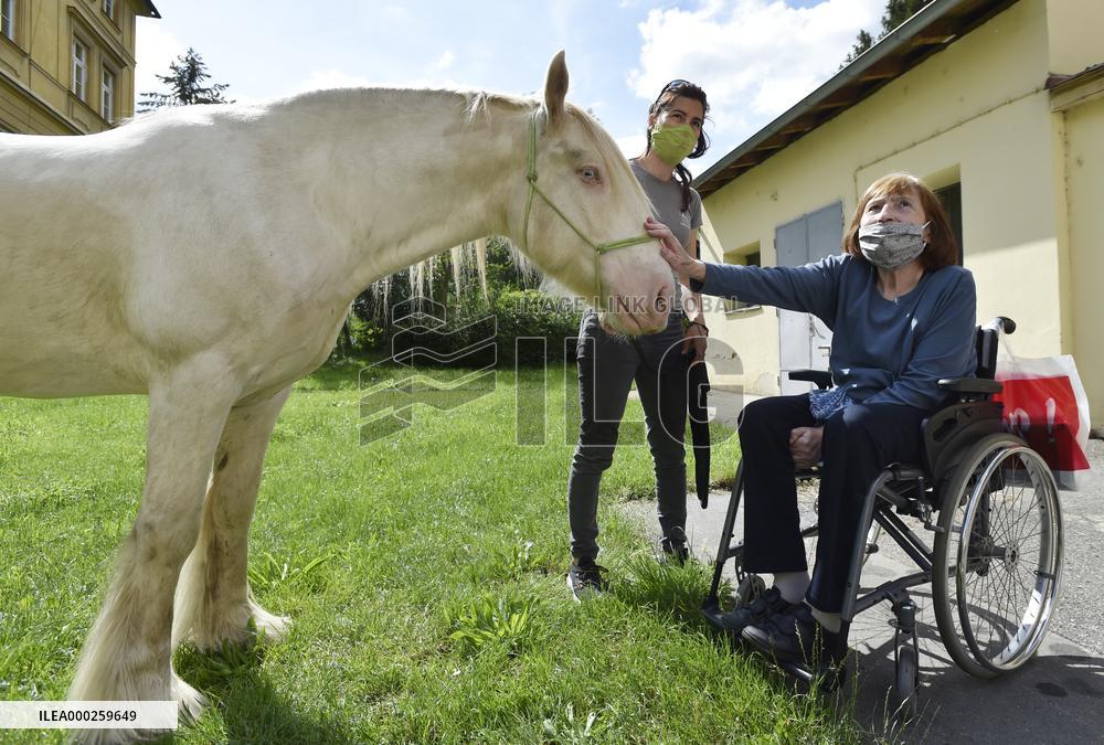 hippotherapy (equine-assisted therapy; EAT), horse, patient, hospital