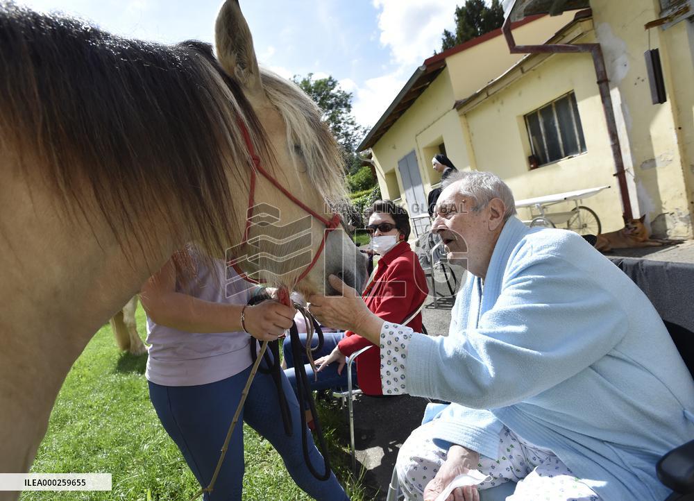 hippotherapy (equine-assisted therapy; EAT), horse, patient, hospital