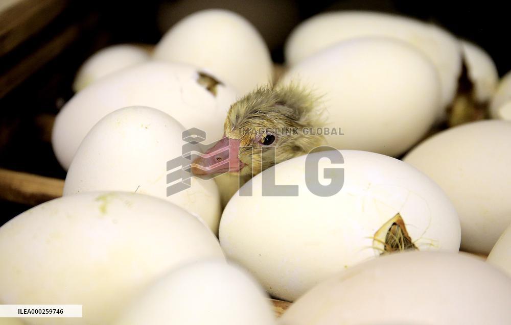 Goose farm, domestic Goose, Anser anser f. domesticus