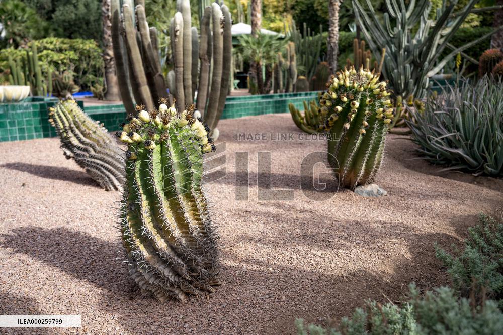 Majorelle garden