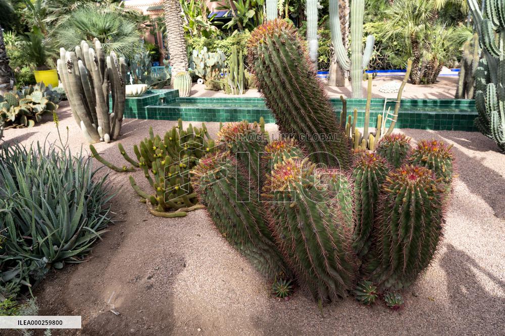 Majorelle garden