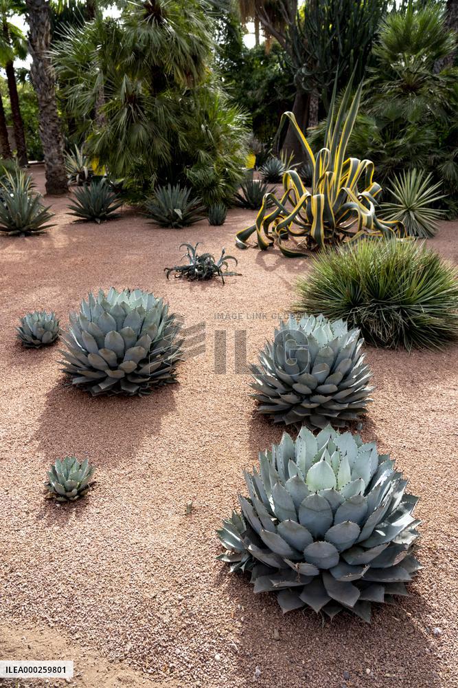Majorelle garden