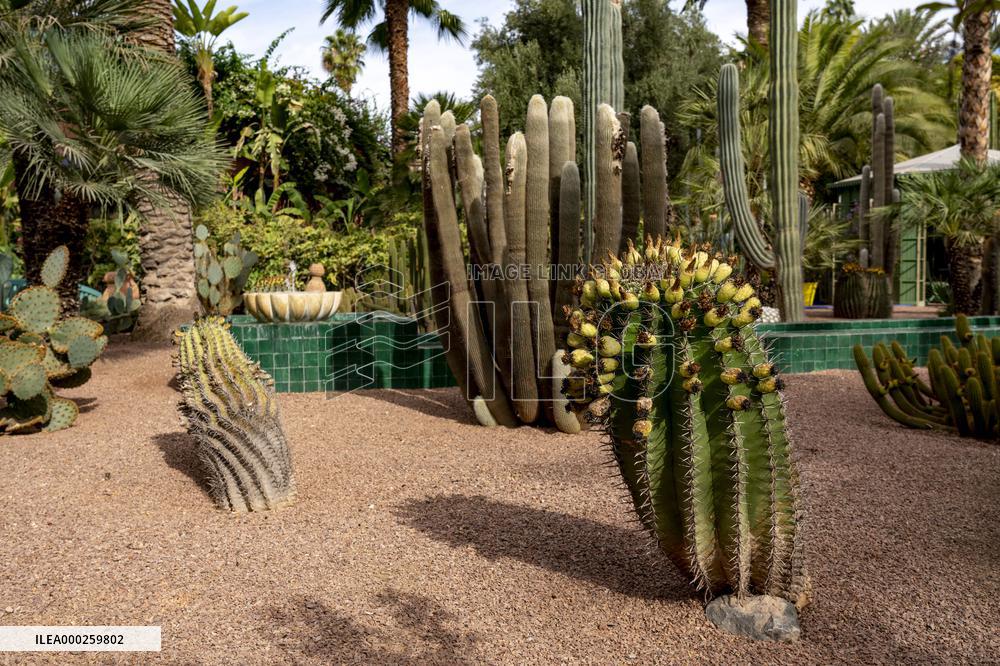 Majorelle garden
