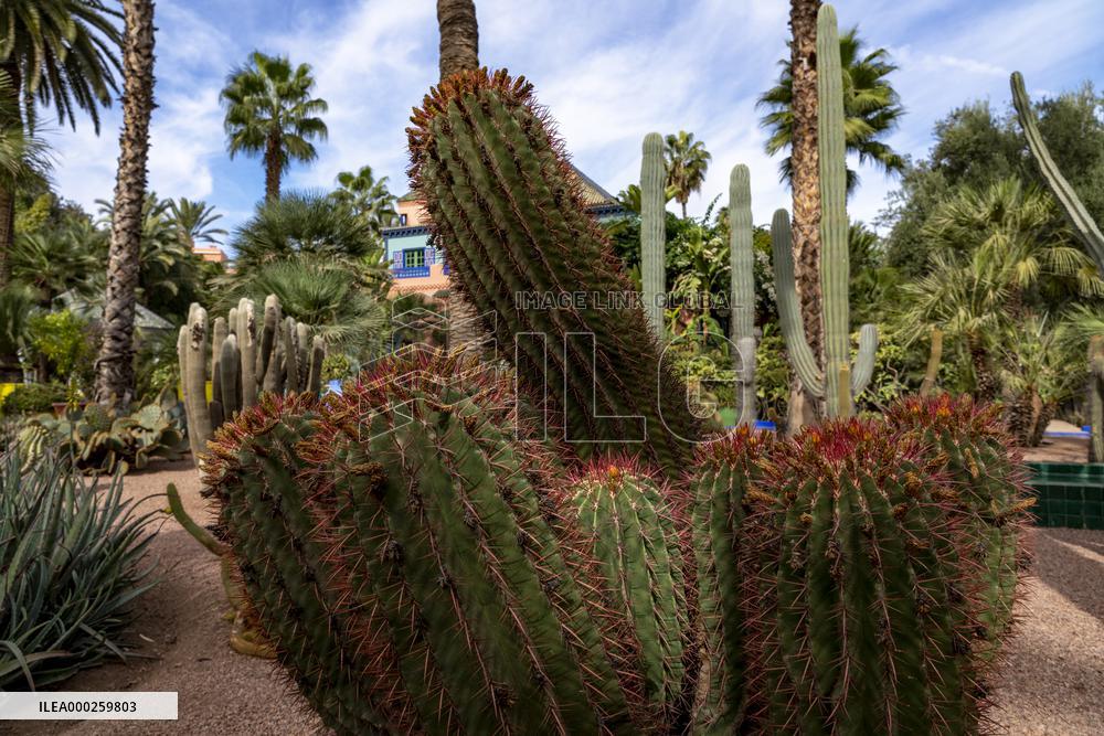 Majorelle garden