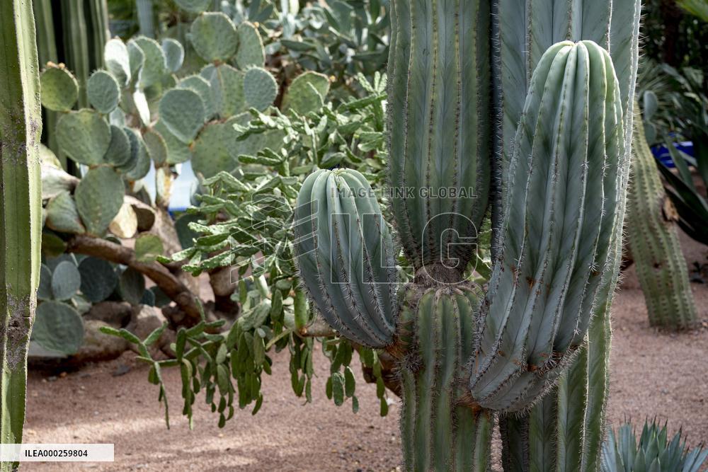 Majorelle garden