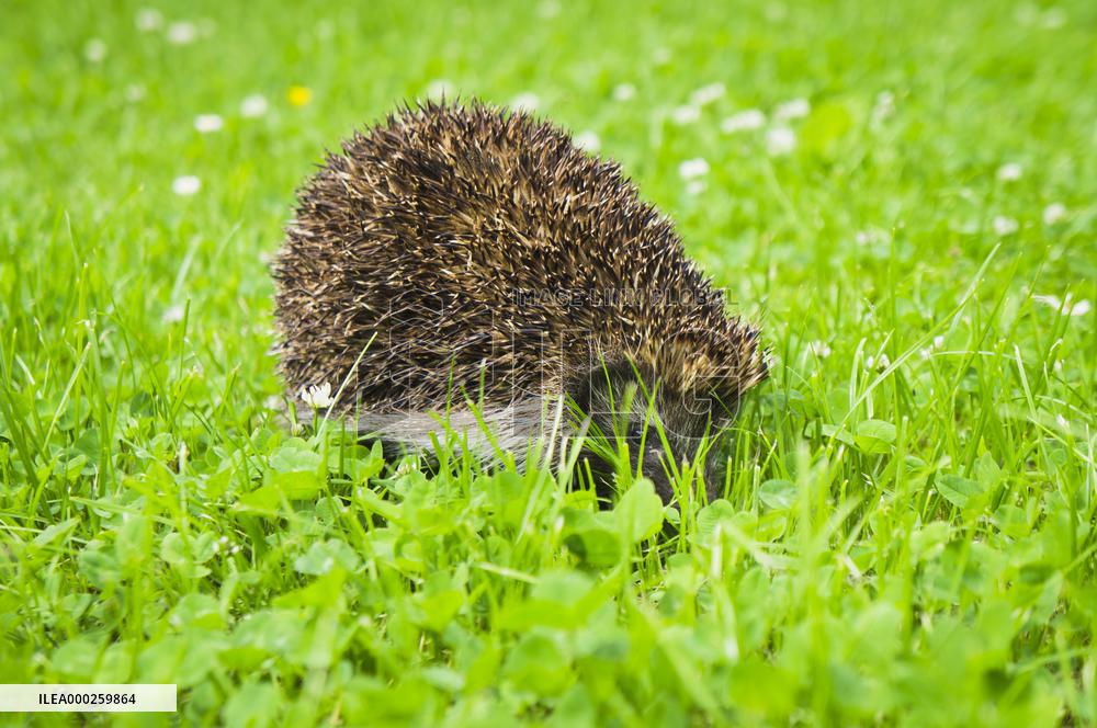 Western European Hedgehog, Erinaceus europaeus
