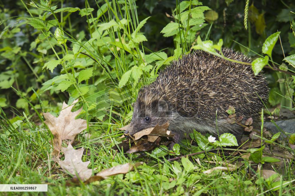 Western European Hedgehog, Erinaceus europaeus