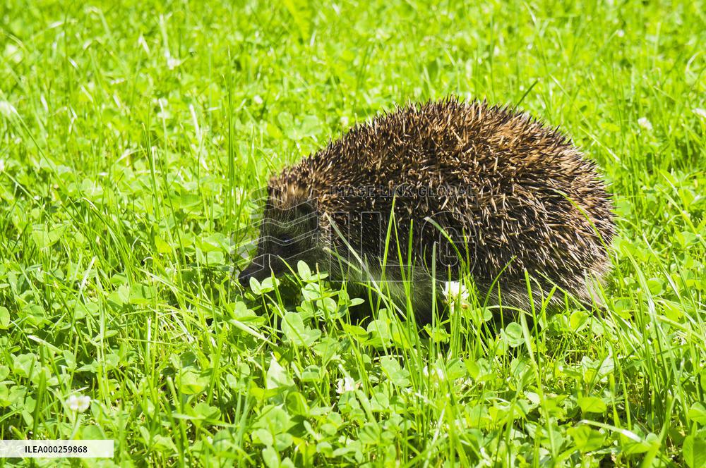 Western European Hedgehog, Erinaceus europaeus
