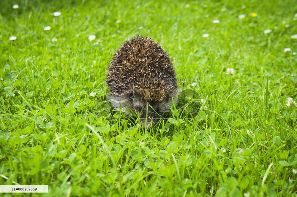 Western European Hedgehog, Erinaceus europaeus