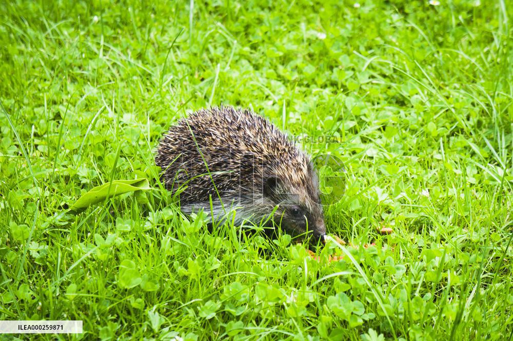 Western European Hedgehog, Erinaceus europaeus