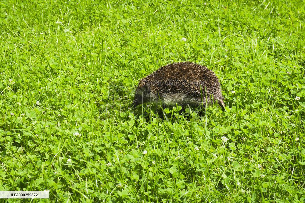 Western European Hedgehog, Erinaceus europaeus