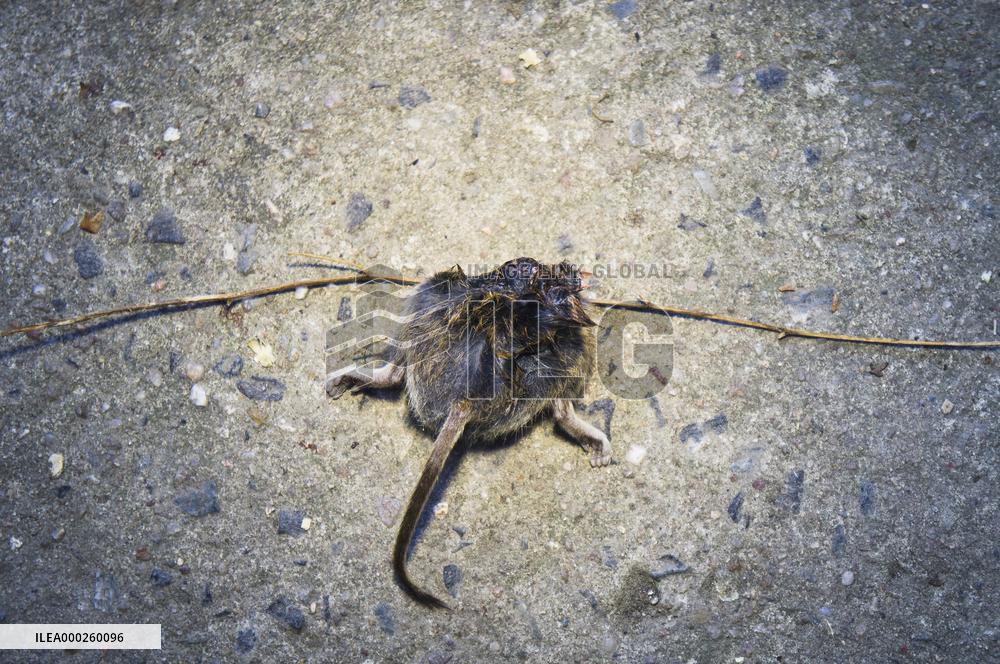 Common Vole, Microtus arvalis, dead mouse, killed, cat`s, cats prey
