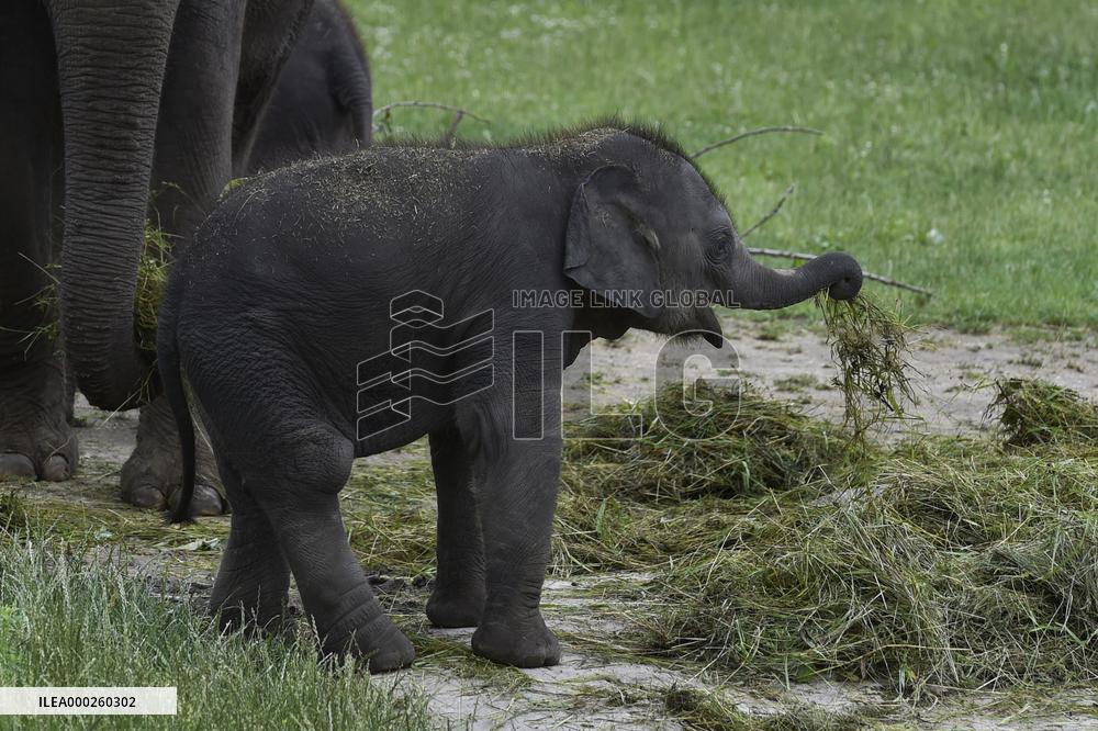 Asian elephant (Elephas maximus), elephants