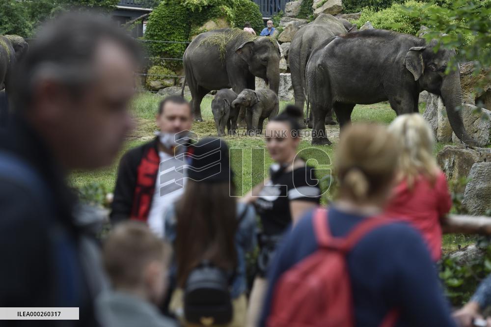 Asian elephant (Elephas maximus), elephants