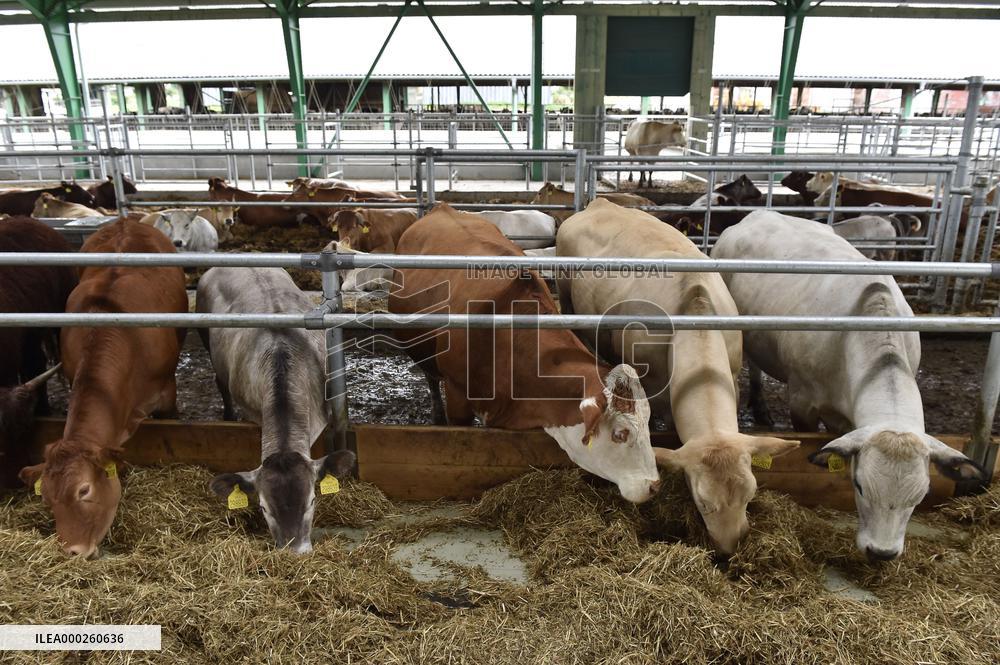 cows are fed in cowshed on the premises of a school farm, cow
