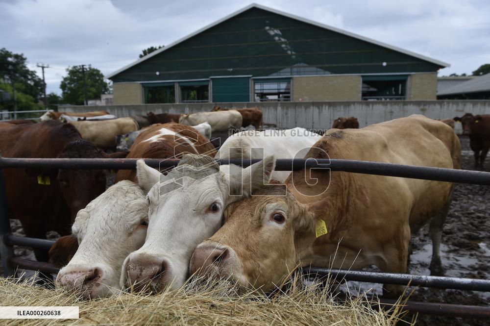 cows are fed in cowshed on the premises of a school farm, cow