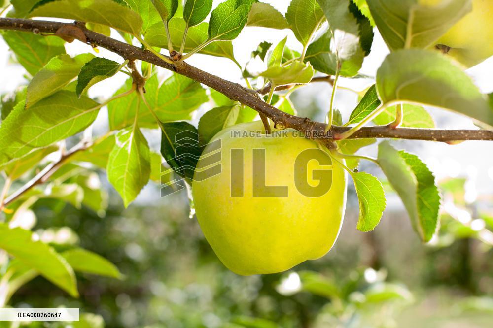 apple orchard; illustration