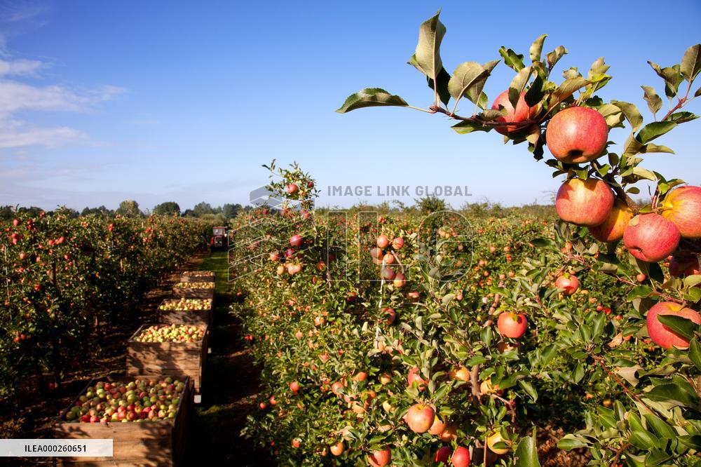 apple orchard; illustration
