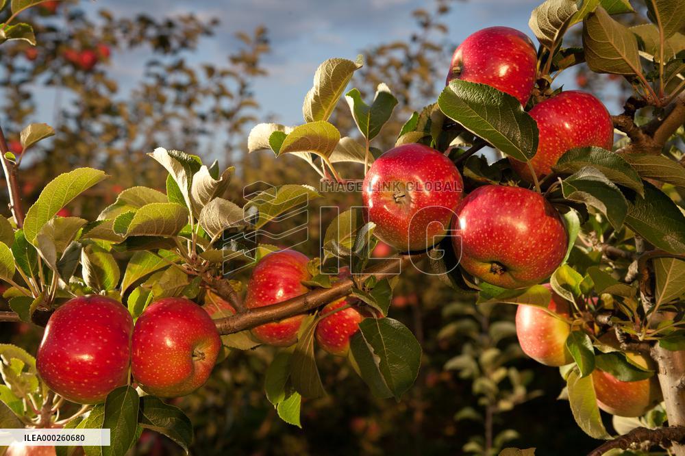 apple orchard; illustration
