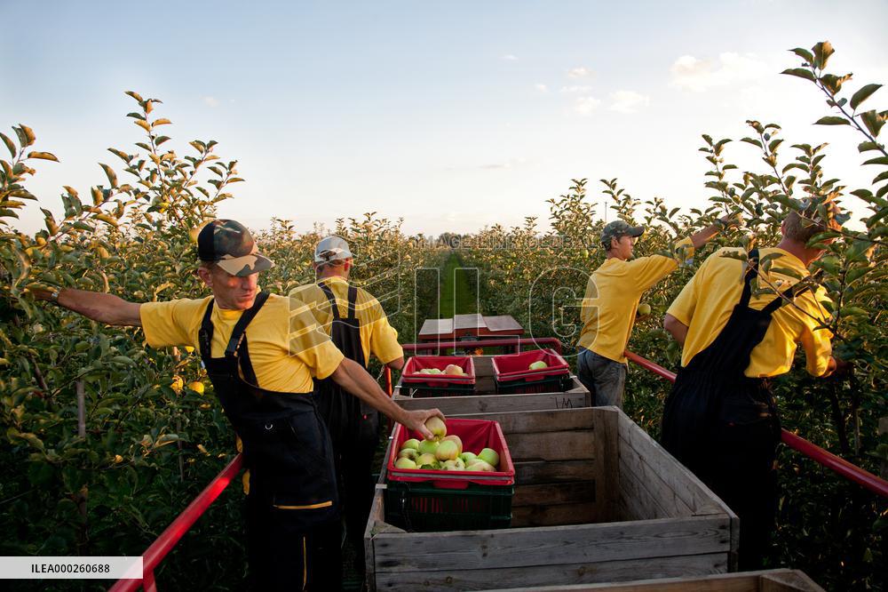 apple orchard; illustration
