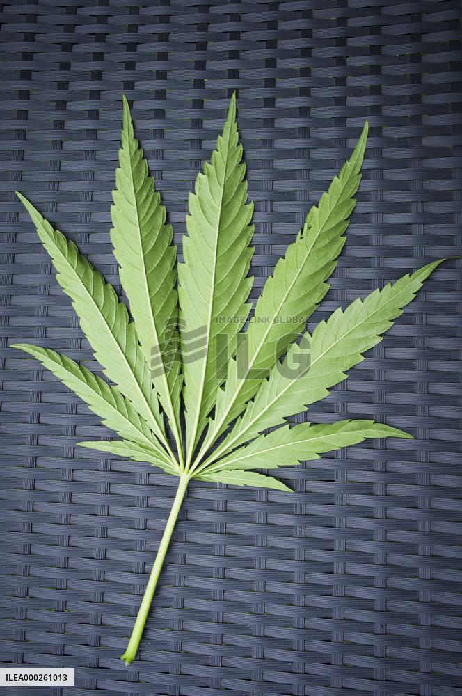Cannabis sativa, indica, marihuana, hemp, ganja, plant, leaf, leaves