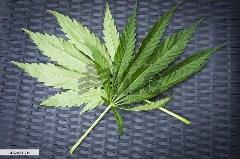 Cannabis sativa, indica, marihuana, hemp, ganja, plant, leaf, leaves