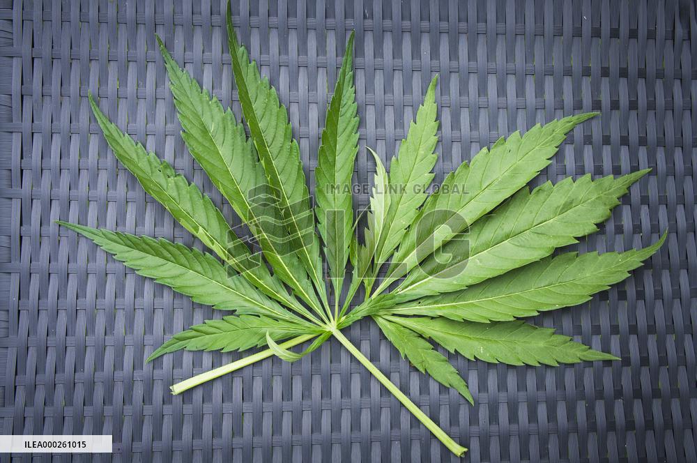 Cannabis sativa, indica, marihuana, hemp, ganja, plant, leaf, leaves