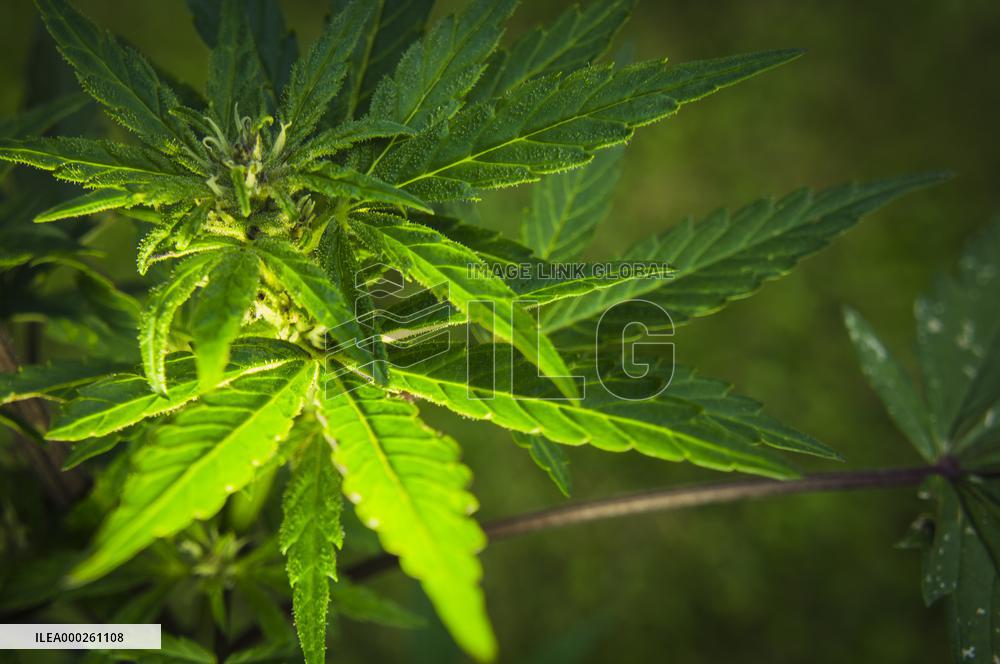 Cannabis sativa, indica, marihuana, hemp, ganja, plant