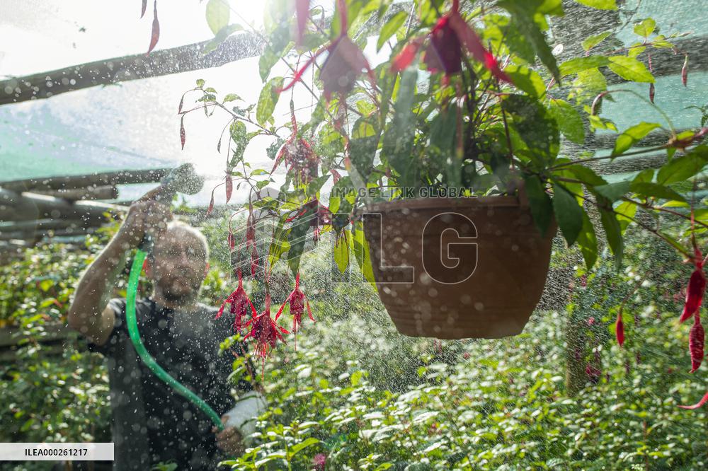 exhibition of fuchsias, fuchsia, watering