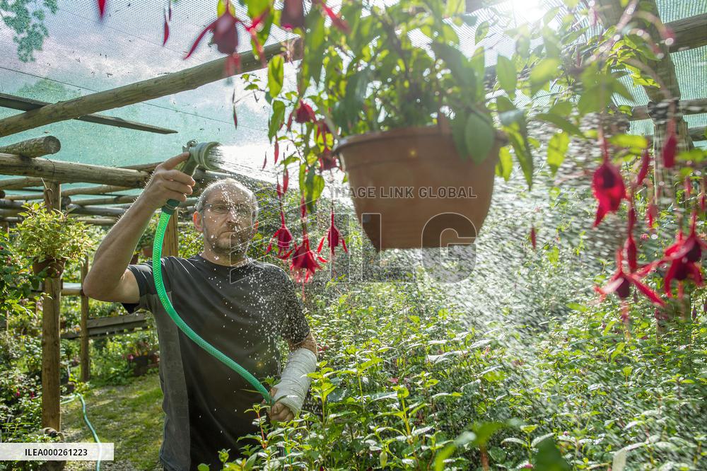 exhibition of fuchsias, fuchsia, watering