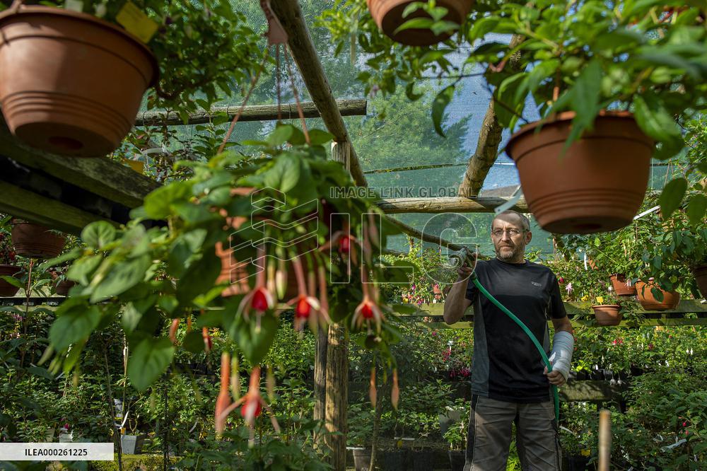 exhibition of fuchsias, fuchsia, watering
