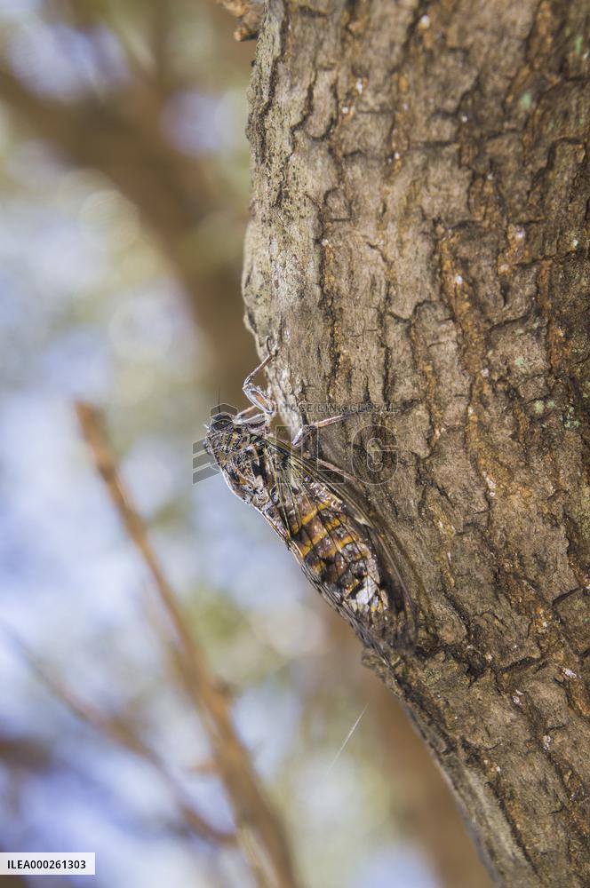 Telascica Nature Park, Common Cicada, Lyristes plebejus, insects