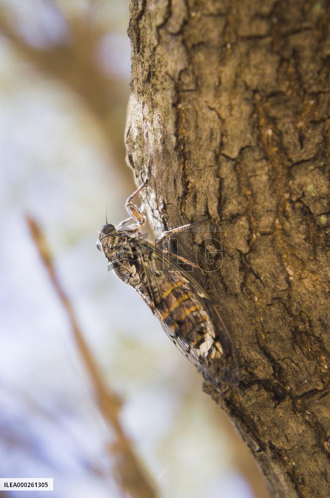 Telascica Nature Park, Common Cicada, Lyristes plebejus, insects