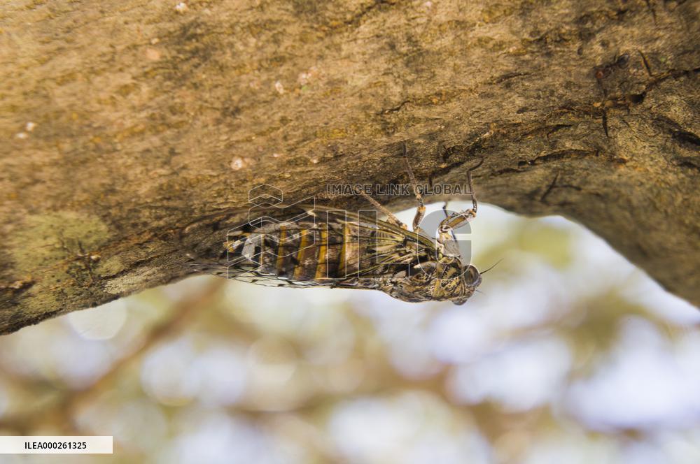 Telascica Nature Park, Common Cicada, Lyristes plebejus, insects