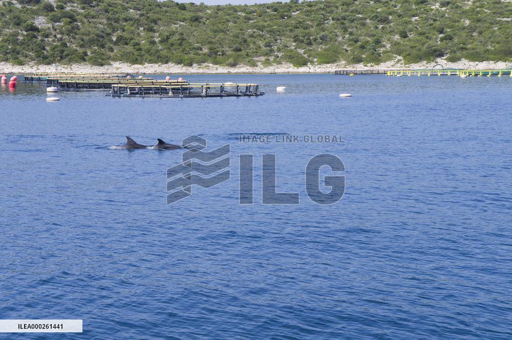 sea, fish farm, farming, fishing, Bottlenose Dolphin, Tursiops truncatus