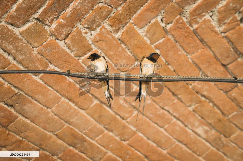 Barn Swallow, Hirundo rustica
