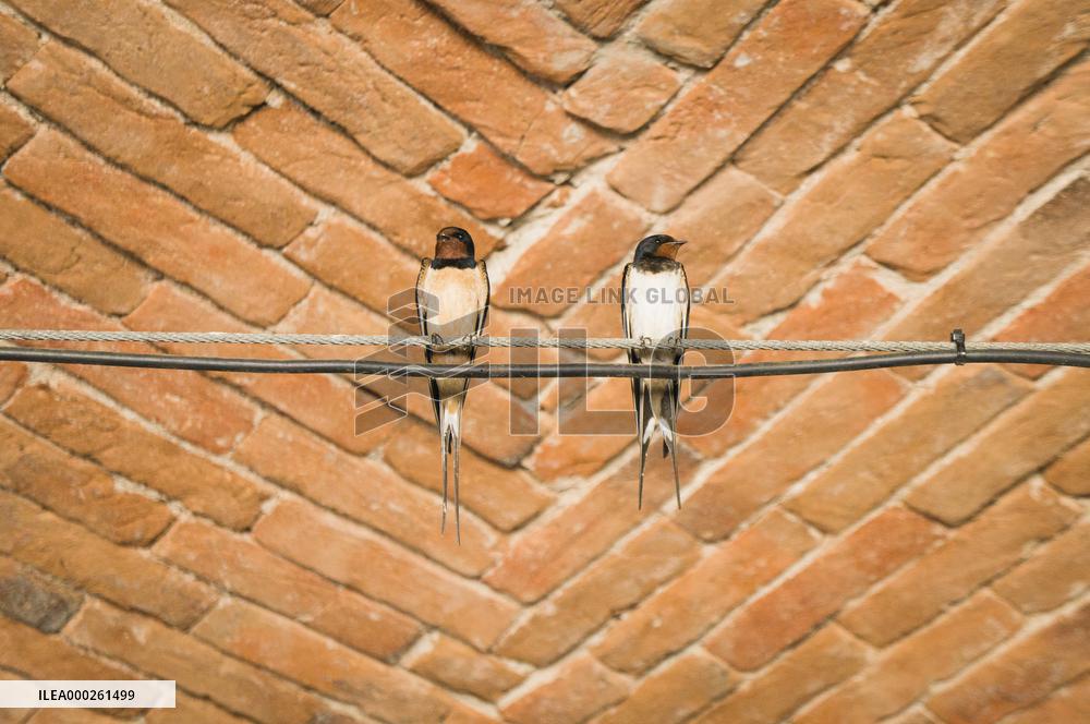 Barn Swallow, Hirundo rustica